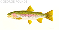 Rainbow Trout