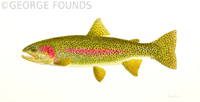 Rainbow Trout