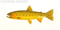 Westslope Cutthroat Trout