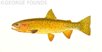 Cutthroat Trout