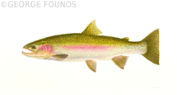 Steel Head Trout