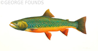 Dolly Varden Trout