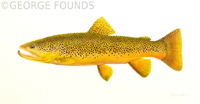 Brown Trout