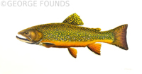 Westslope Cutthroat Trout