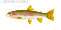Rainbow Trout