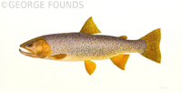 Brown Trout
