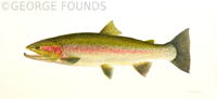 Westslope Cutthroat Trout