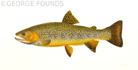 Brook Trout