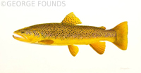 Brown Trout