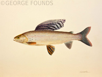 Arctic Grayling