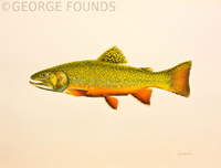 Brook Trout