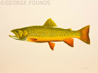 Brook Trout