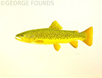 Westslope Cutthroat Trout