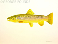 Brown Trout