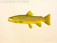 Brown Trout