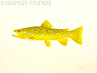 Brown Trout