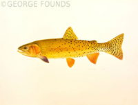 Cutthroat Trout