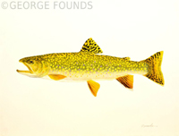 Female Brook Trout