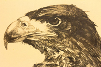 Golden Eagle Close Up