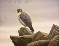 Peregrine Falcon