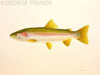 Rainbow Trout