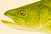 Westslope Cutthroat Trout